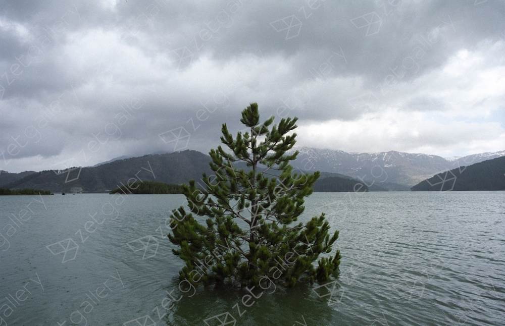 Drowning tree. Near Metsovo, northern Greece, original Landscape Analog Photography by Dimitri Mellos