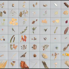 55 field collections of natural elements + 1(Portugal), original La nature Numérique La photographie par António Coelho