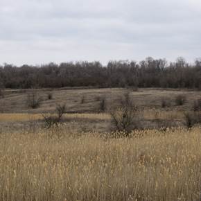 Landscape with reeds #2, original Still Life Digital Photography by Liliia Kucher